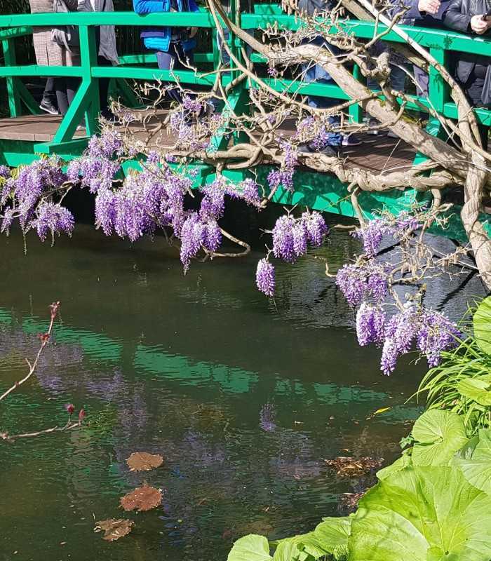 Blooming wisteria reflected in the water beneath Monet’s Japanese Bridge in Giverny, France, during a private guided visit