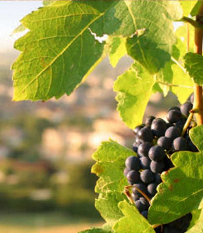 Photoshoot moment in the vineyards during a private Champagne wine tour from Paris