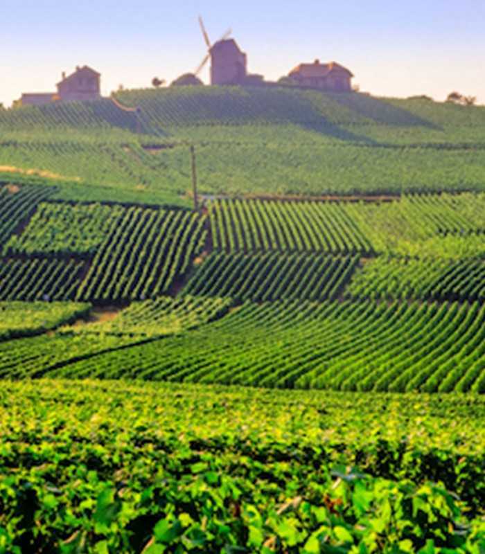 Wine tour Champagne - View at the Mumm windmill of Verzenay