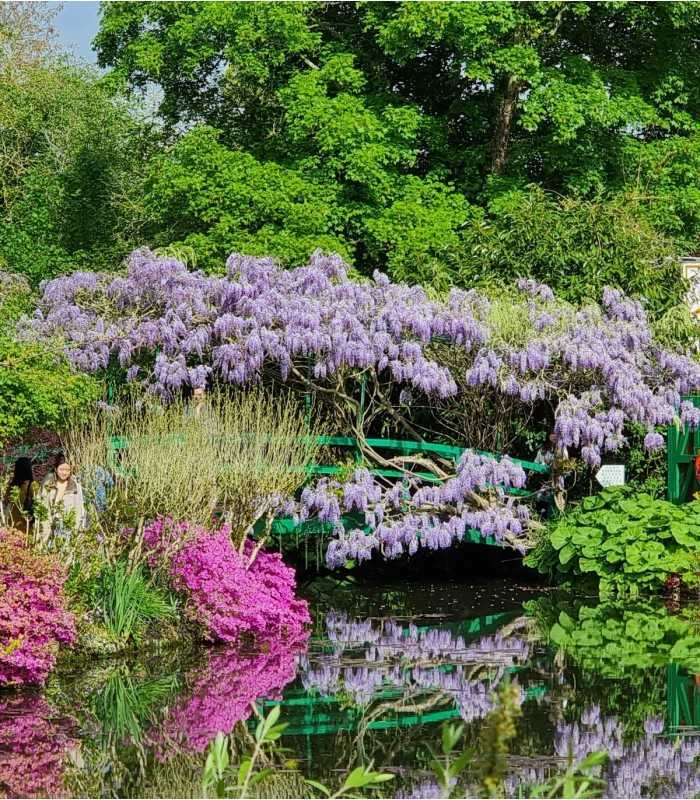 Japanese Bridge in Monet's Giverny garden covered with blooming wisteria in May, France, during a private guided trip from Paris
