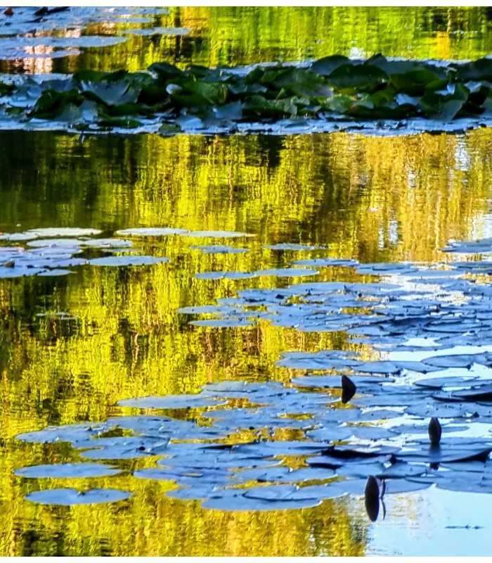 Admiring Monet's iconic Water Lilies up close in Giverny, France, on a private guided visit
