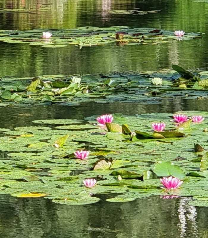 Detailed view of Monet's Water Lilies, celebrated worldwide, on a private Giverny art and garden tour